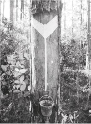 Figura 1. Sistema comercial de resinación (Mesa, 2015).