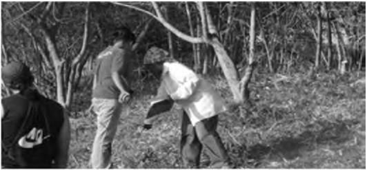 Figura 2. Primeras hileras de la FFH la subfamilia Bambusoideae. Filas intermedias con Hura crepitans L. (salvadera) y L. leucocephala (Lam.) de Wit. subsp. leucocephala (ipil-ipil)