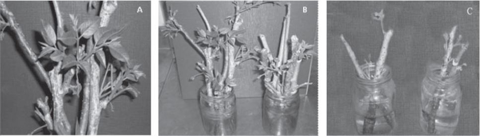Estacas de cedro (Cedrela odorata L.) a los 14 días de tratadas. Estacas de cedro brotadas en solución de agua + 6-BAP (5,0 mg/L) (A). Estacas de cedro brotadas en solución de agua + 6-BAP (5,0 mg/L) (izquierda), y a la derecha estacas de cedro colocadas en solución de agua + 6-BAP (5,0 mg/L) + AIA (1,0 mg/) (B). Estacas de cedro brotadas en agua (control) (C).