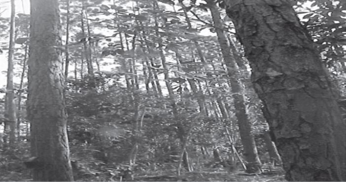 Diversidad florística en la plantación establecida con 1333 árb./ha.