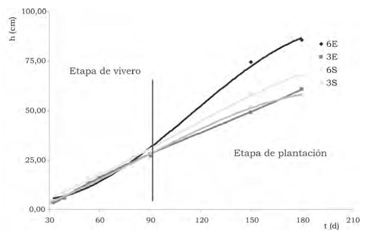 Dinámica de crecimiento en la etapa de vivero y plantación obtenida para plantas de Eucalyptus saligna Smith.