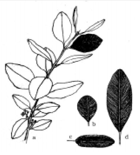 Representación gráfica de las hojas de Callophyllum antillanum Britt.
